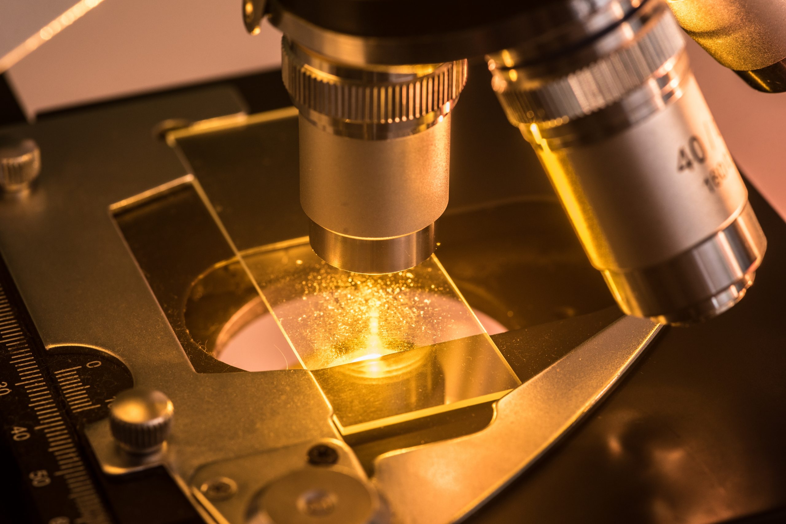 Microscopio óptico y microscopio estereoscópico: cuales son las diferencias